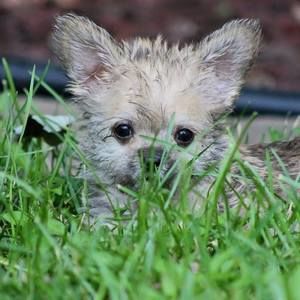 Meet your Posher, Connie